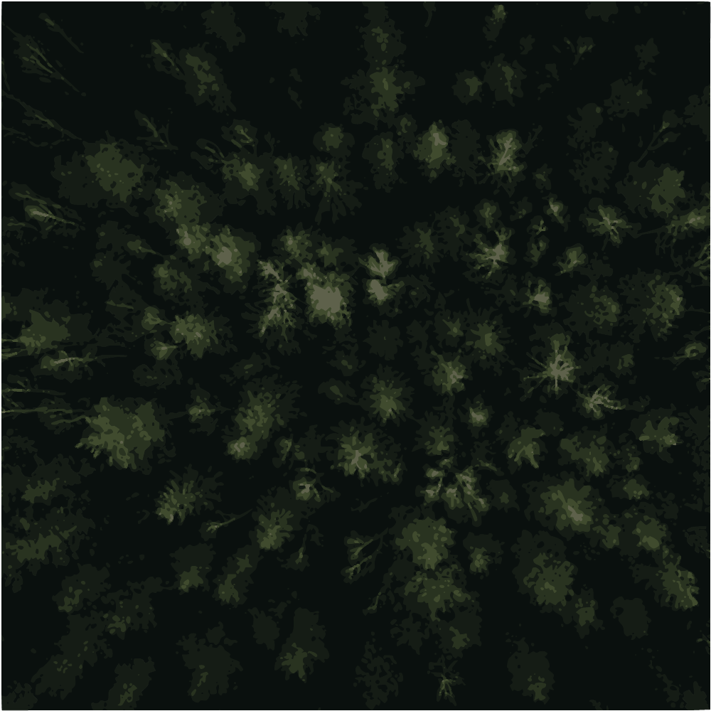 Green Pine Tree During Daytime converted to vector