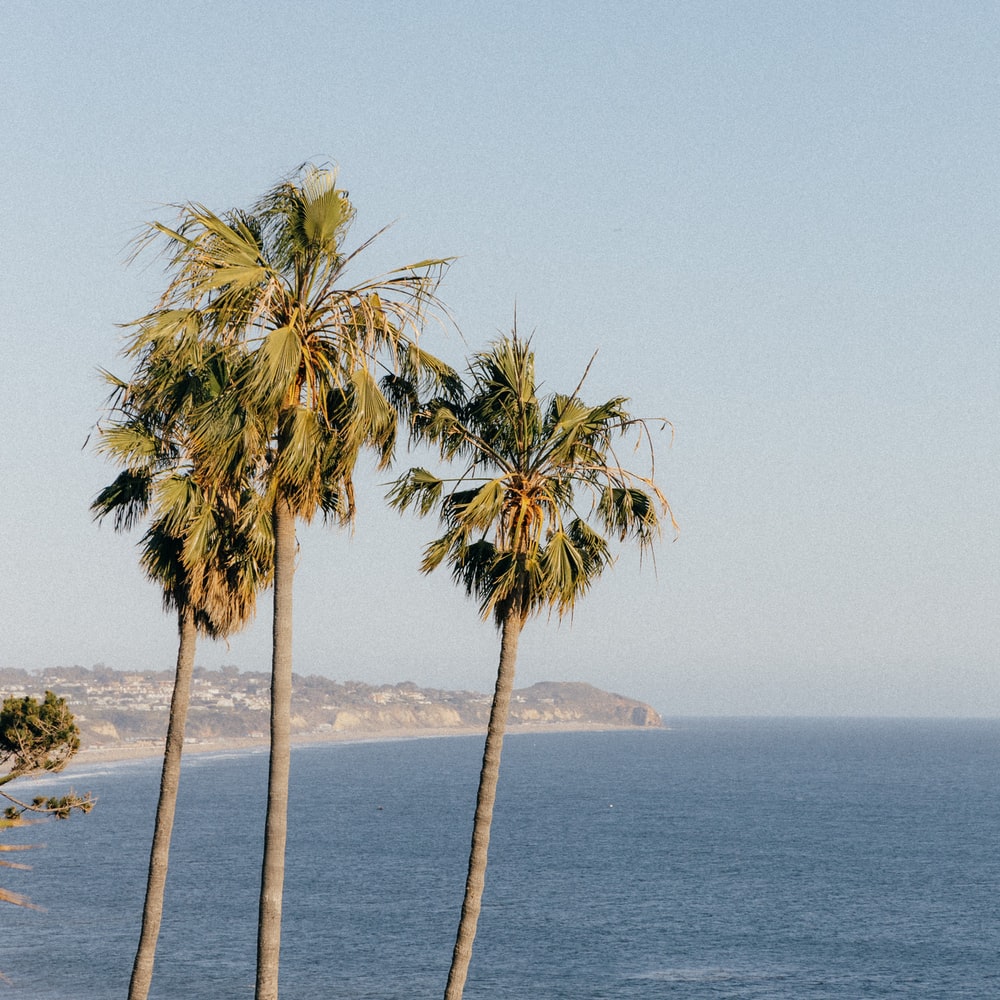 Green Palm Tree Near Body Of Water During Daytime raster image