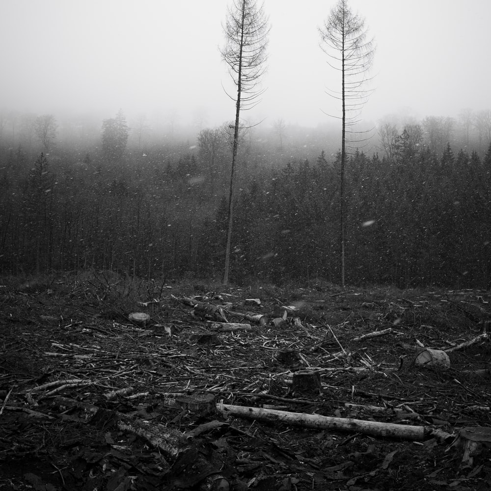 Grayscale Photo Of Trees Covered With Fog raster image
