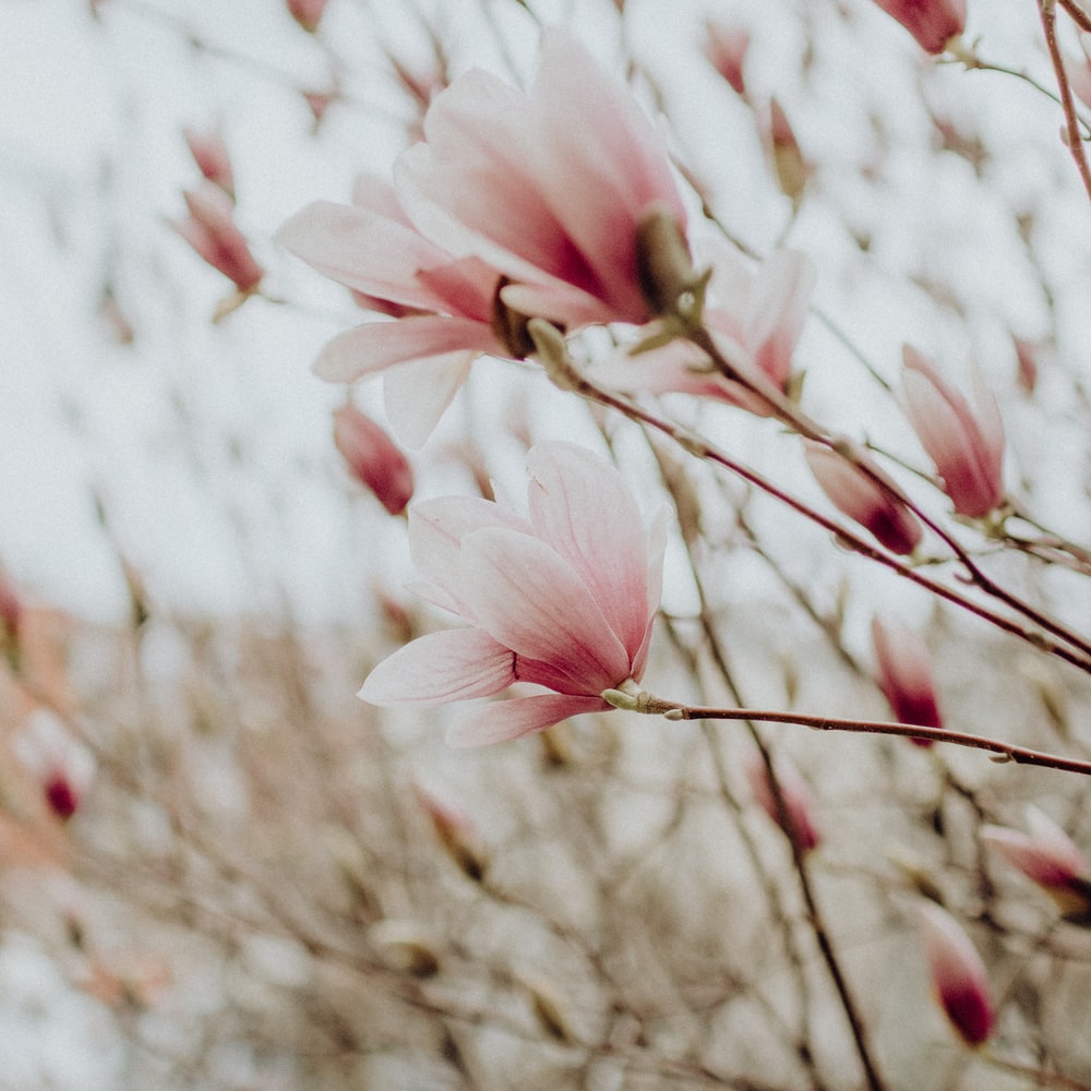 Pink And White Flowers In Tilt Shift Lens raster image