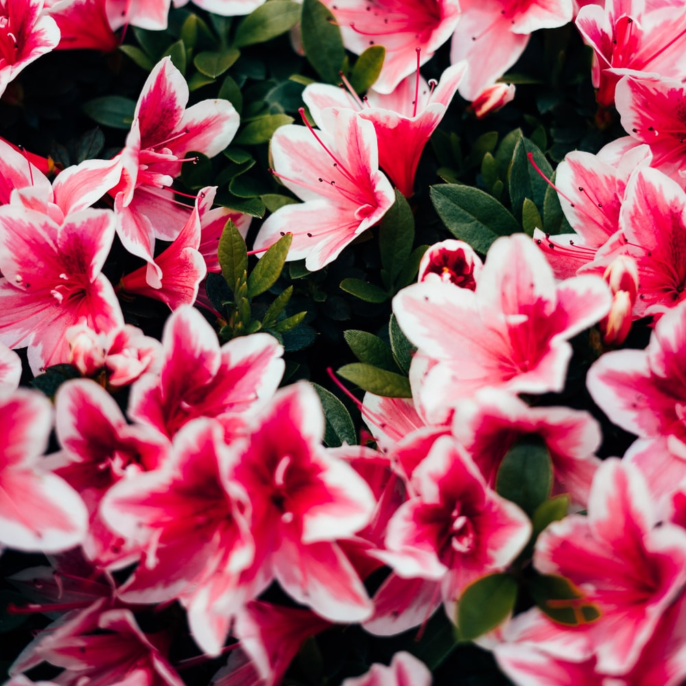 Pink Flowers With Green Leaves raster image