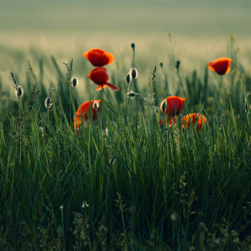 Red Flowers On Green Grass Field During Daytime