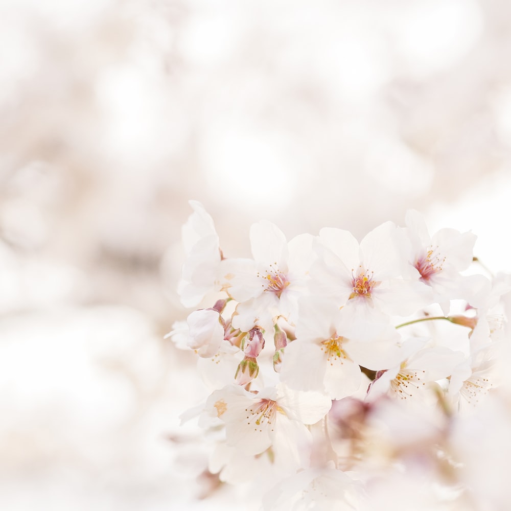 White Cherry Blossom In Close Up Photography