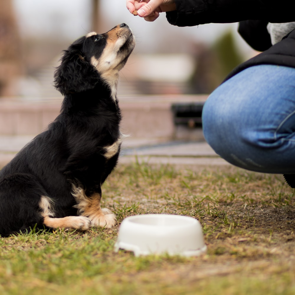Person In Blue Denim Jeans Holding Black And White Short Coated Small Dog