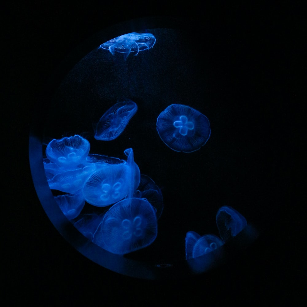 Blue Jellyfish On Black Background