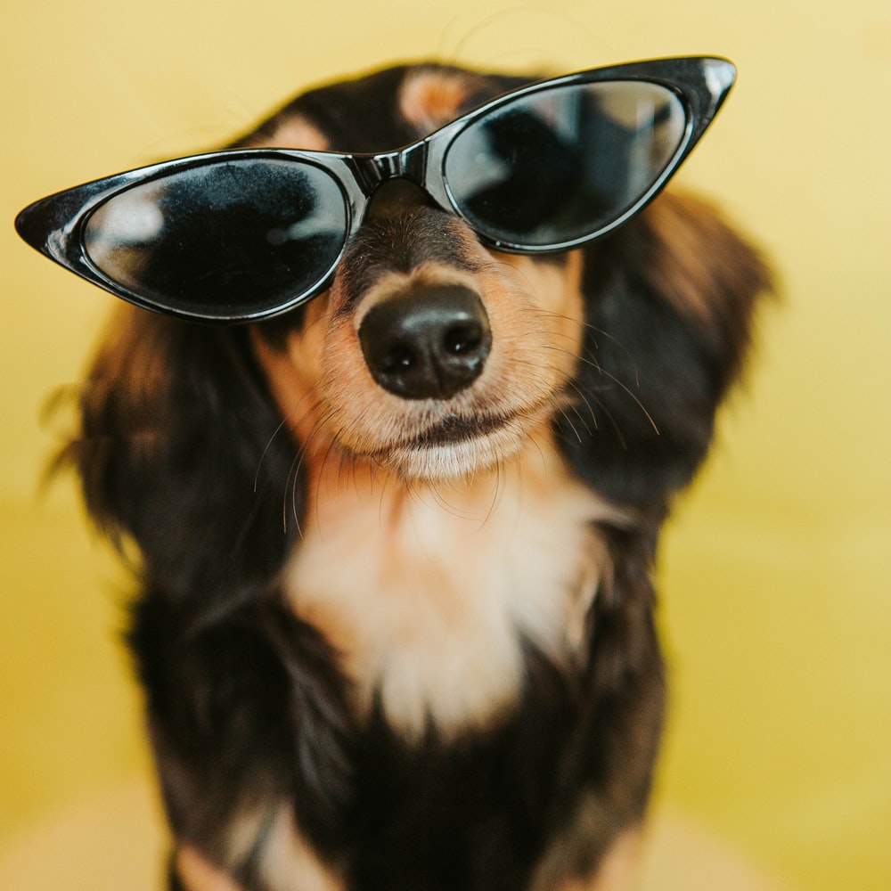 Black White And Brown Long Coated Dog Wearing Black Sunglasses