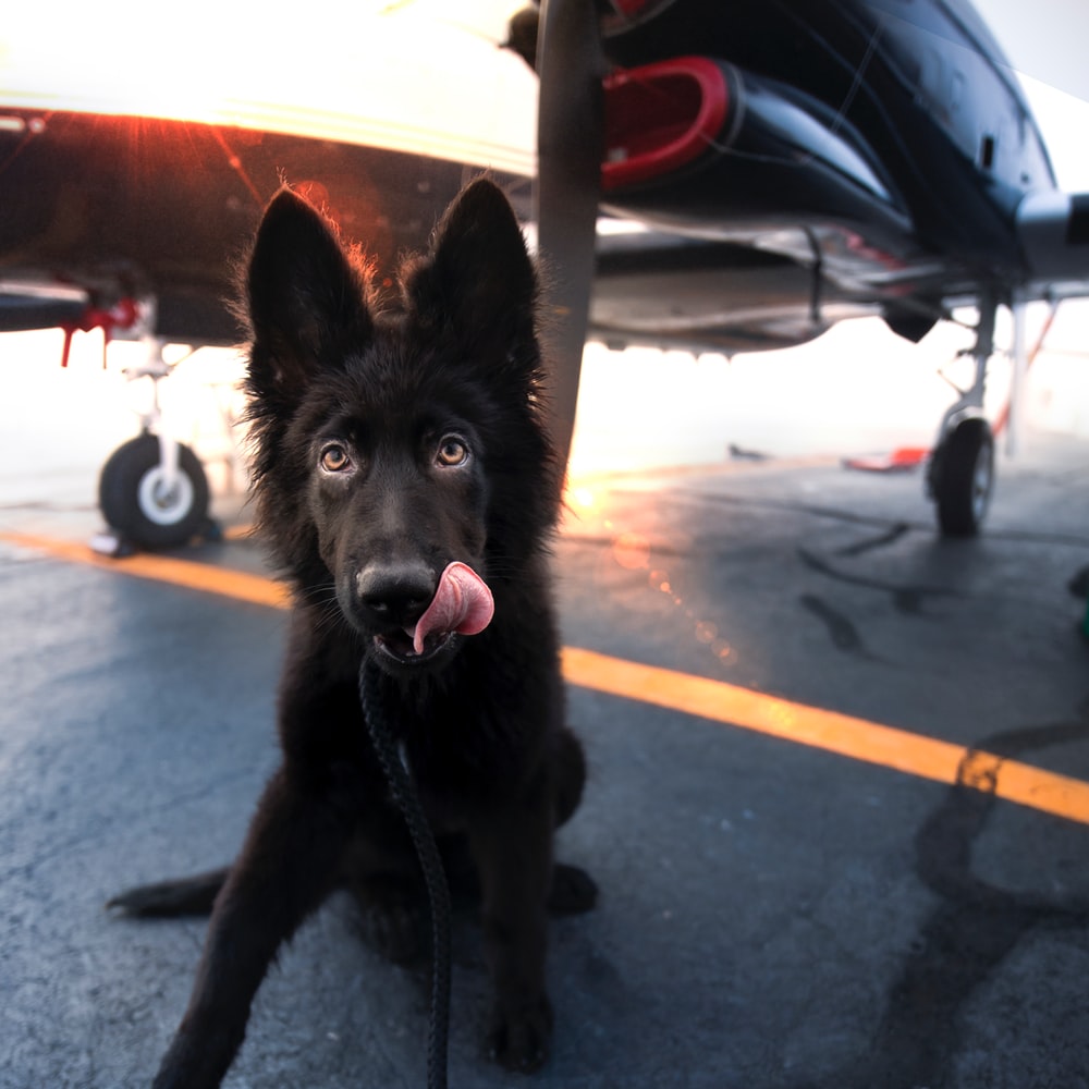 Black Long Coated Medium Sized Dog On Black Asphalt Road During Daytime