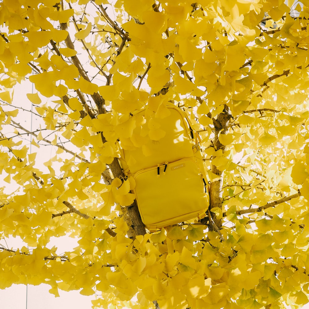 Yellow Maple Tree During Daytime