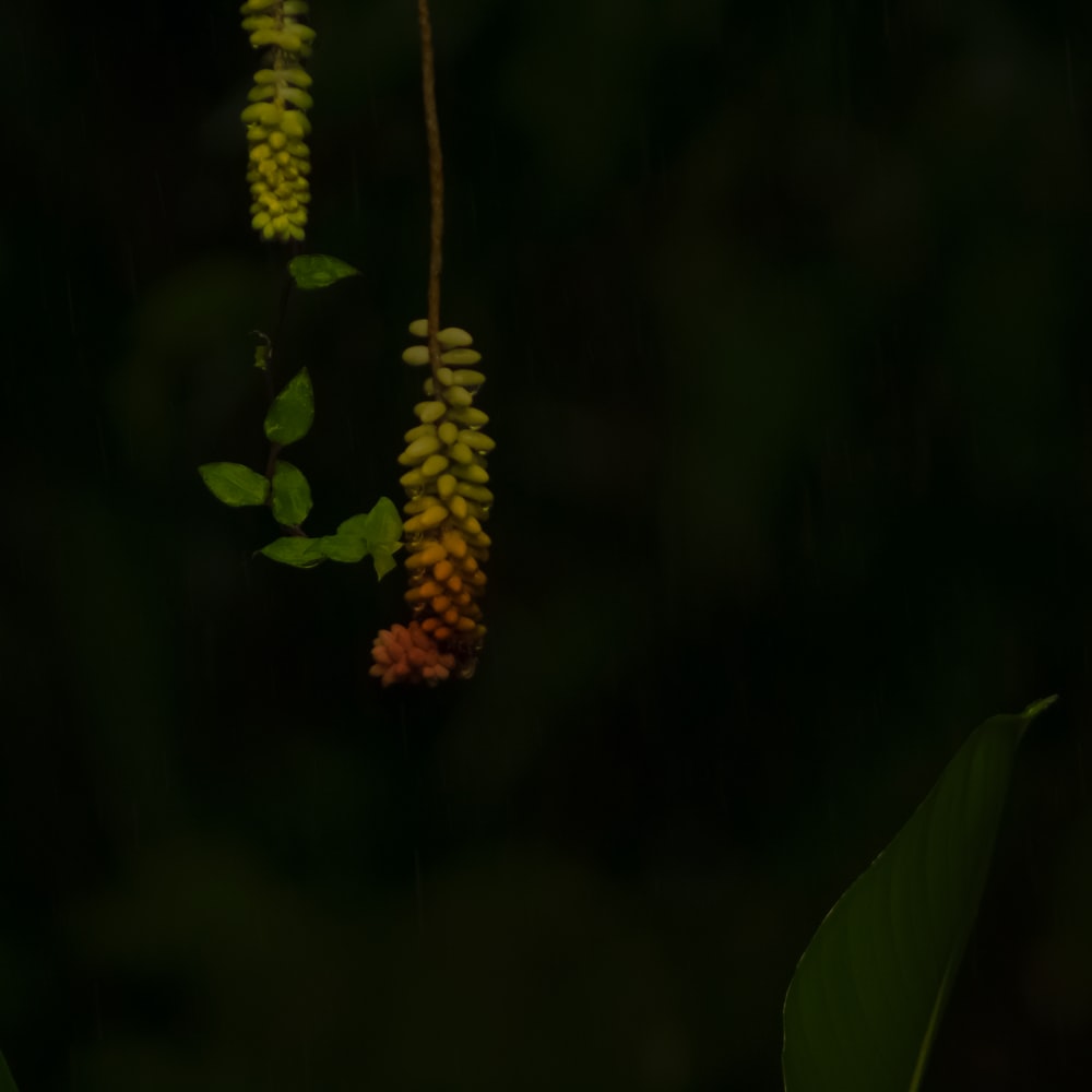Yellow Flower With Green Leaves