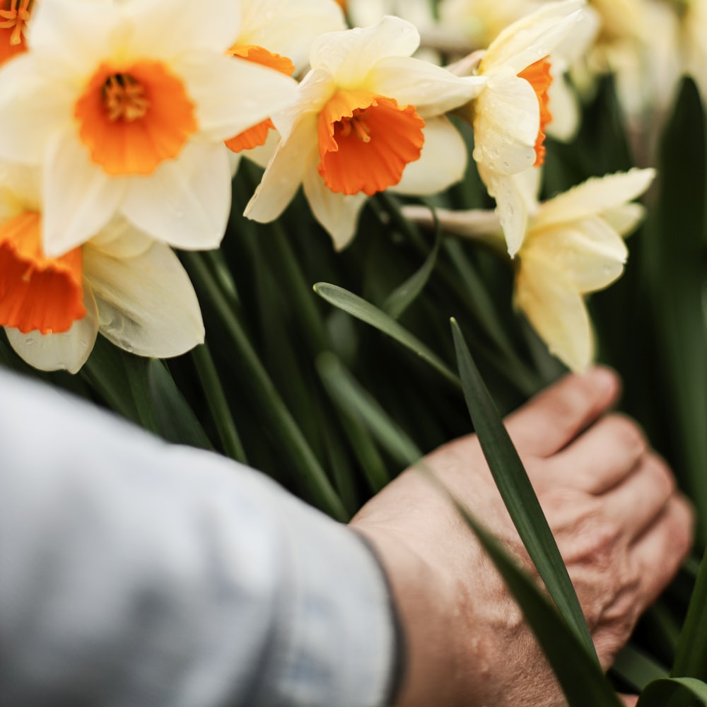 Person Holding White And Orange Flower