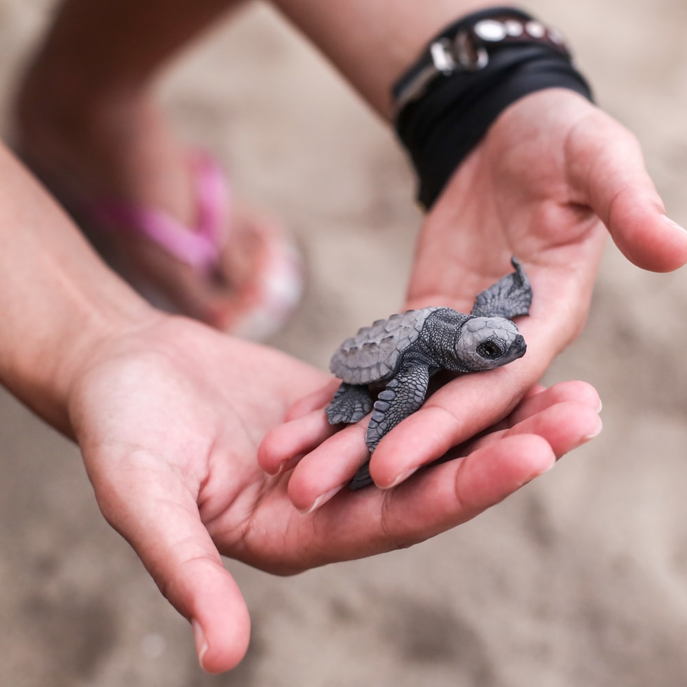 Person Holding Black And Gray Turtle Figurine