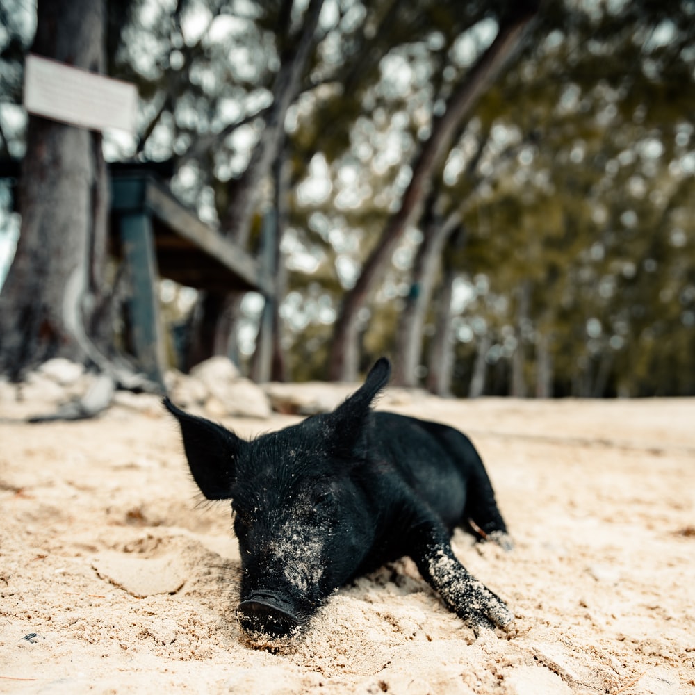 Black Pig Walking On Brown Sand During Daytime