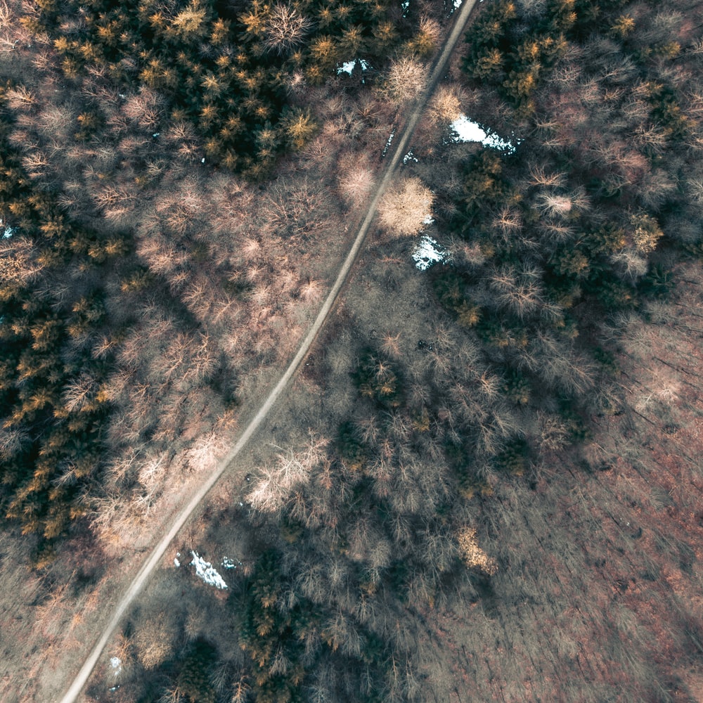 Aerial View Of Road Between Trees