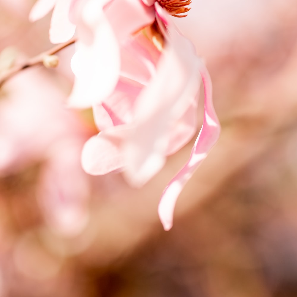 Pink And White Flower In Tilt Shift Lens