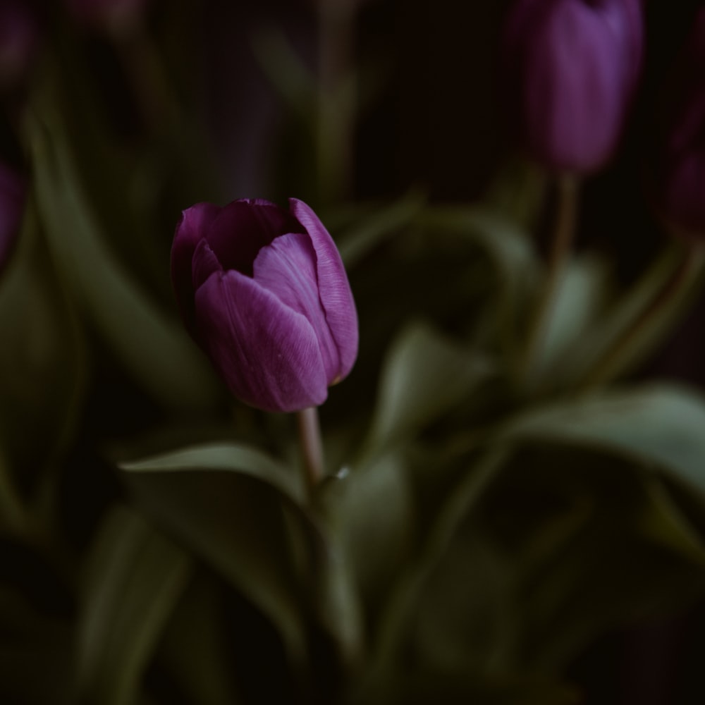 Purple Flower In Tilt Shift Lens raster image