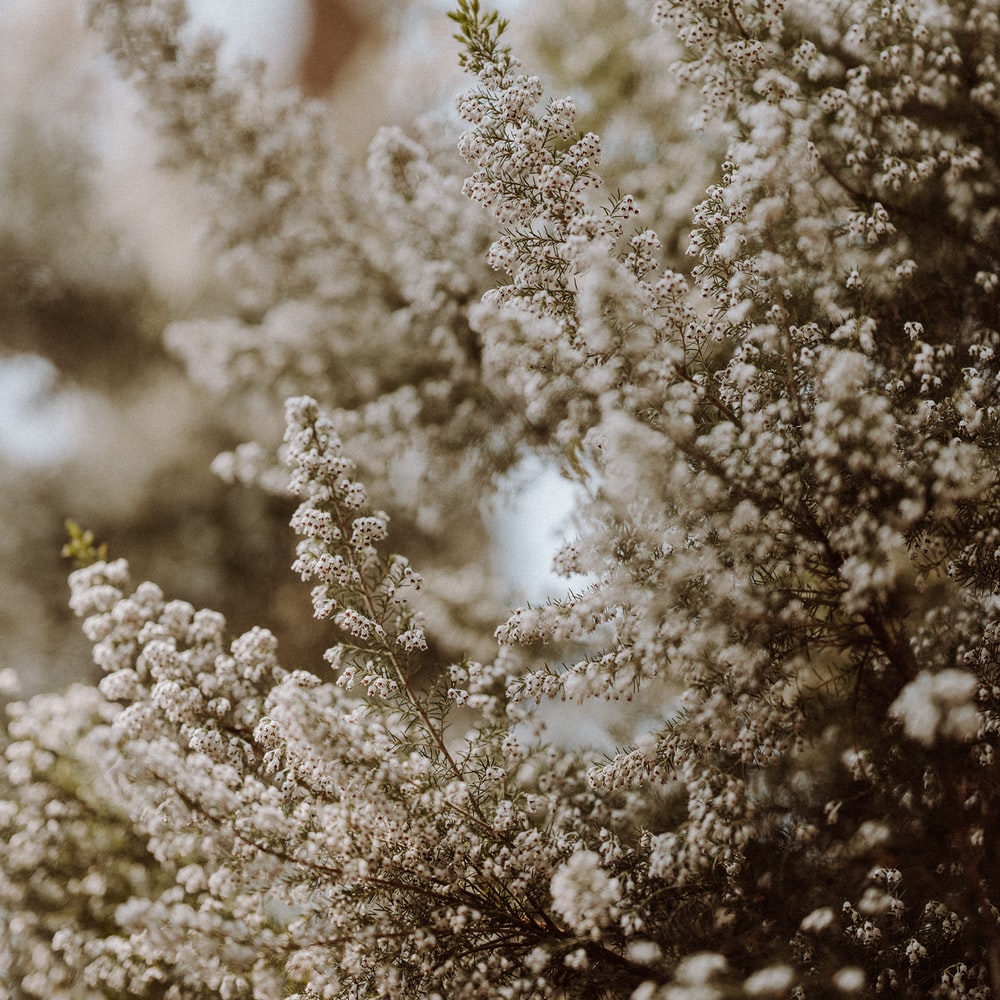White Flowers In Tilt Shift Lens