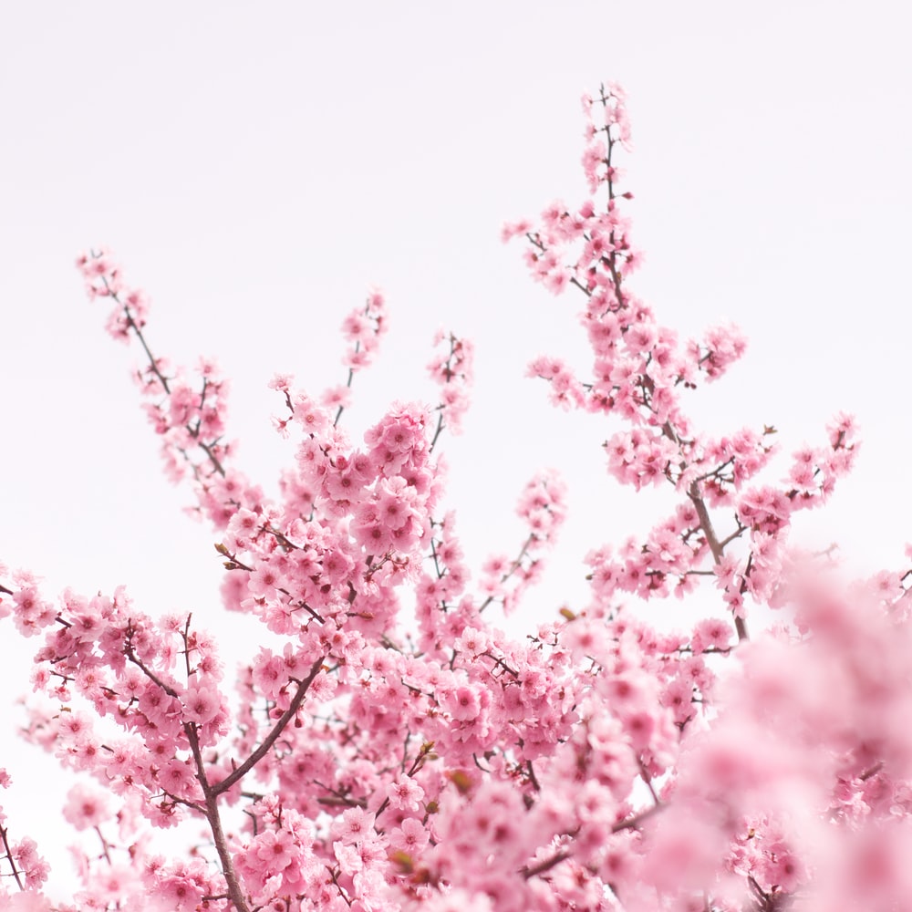 Pink Cherry Blossom Tree During Daytime