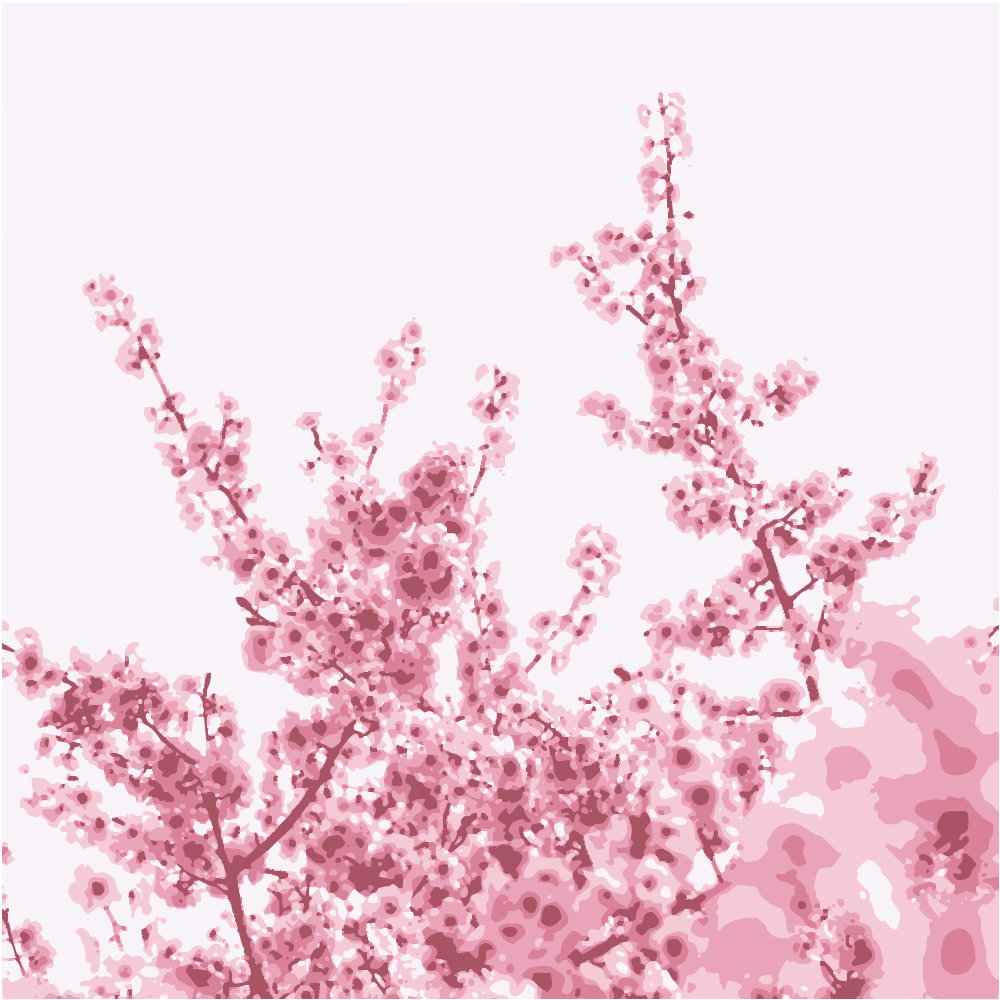 Pink Cherry Blossom Tree During Daytime converted to vector