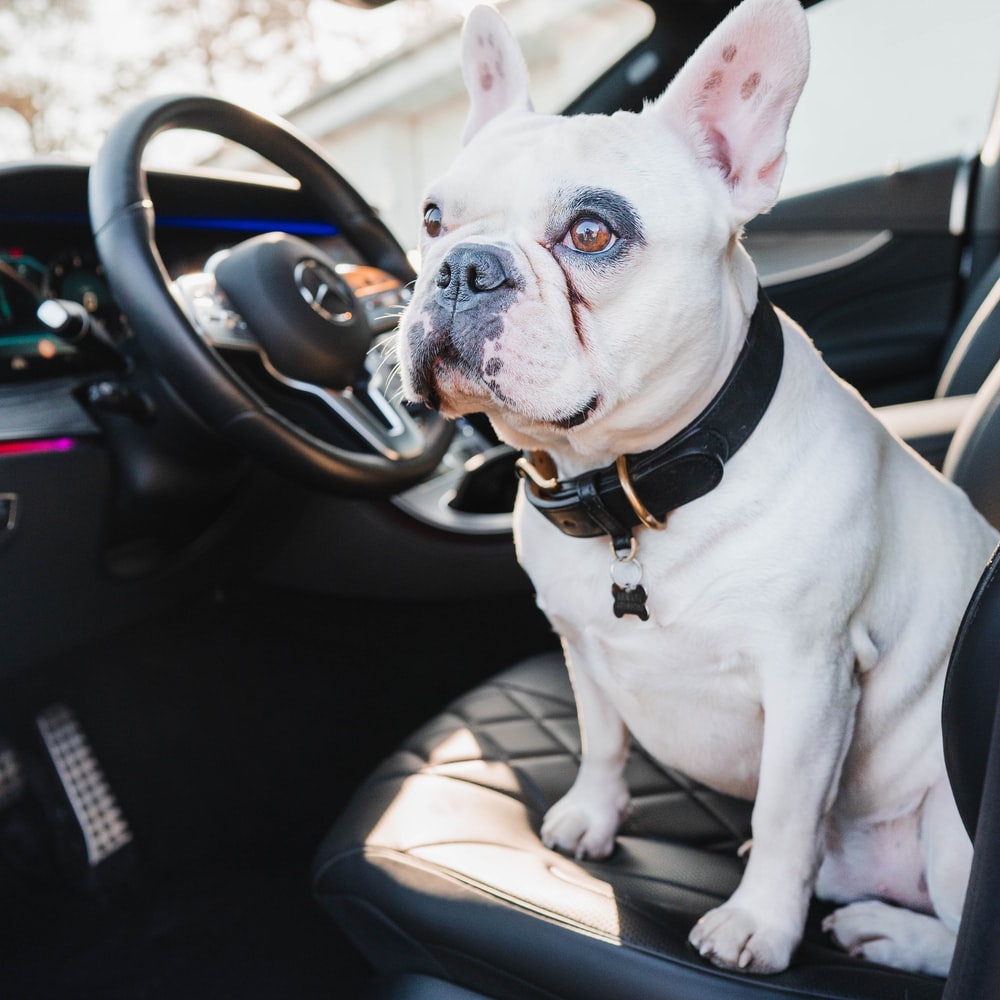 White And Black French Bulldog Sitting On Car Seat raster image