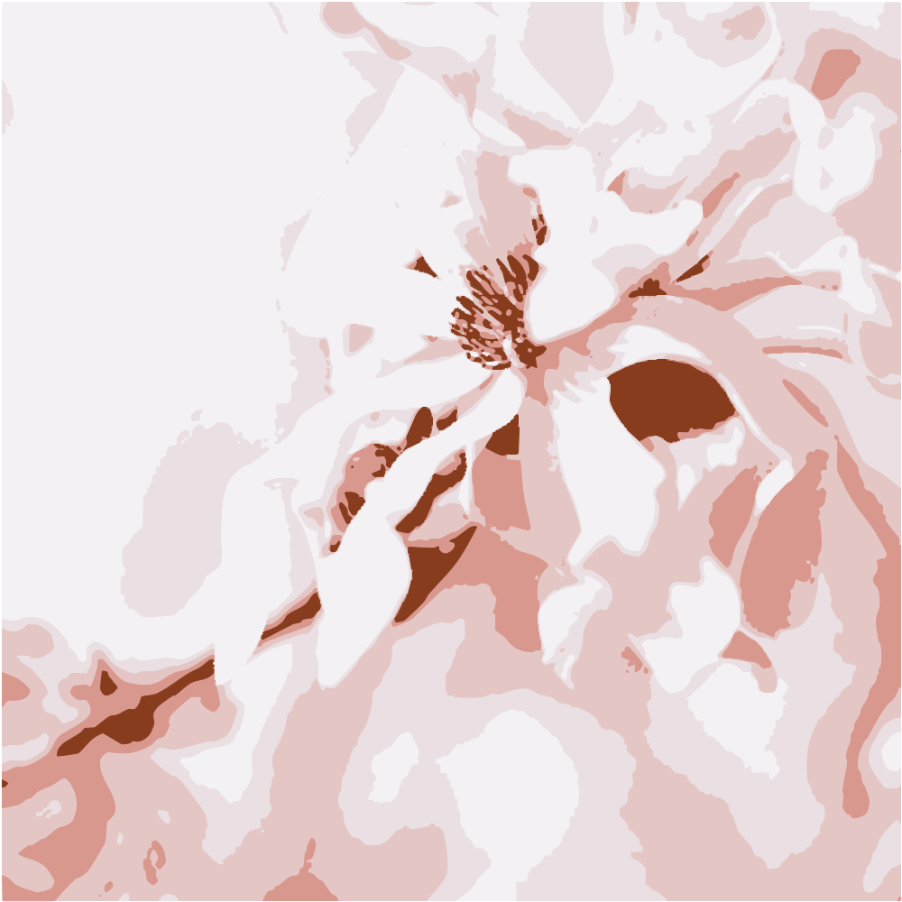 White And Pink Flower In Close Up Photography converted to vector