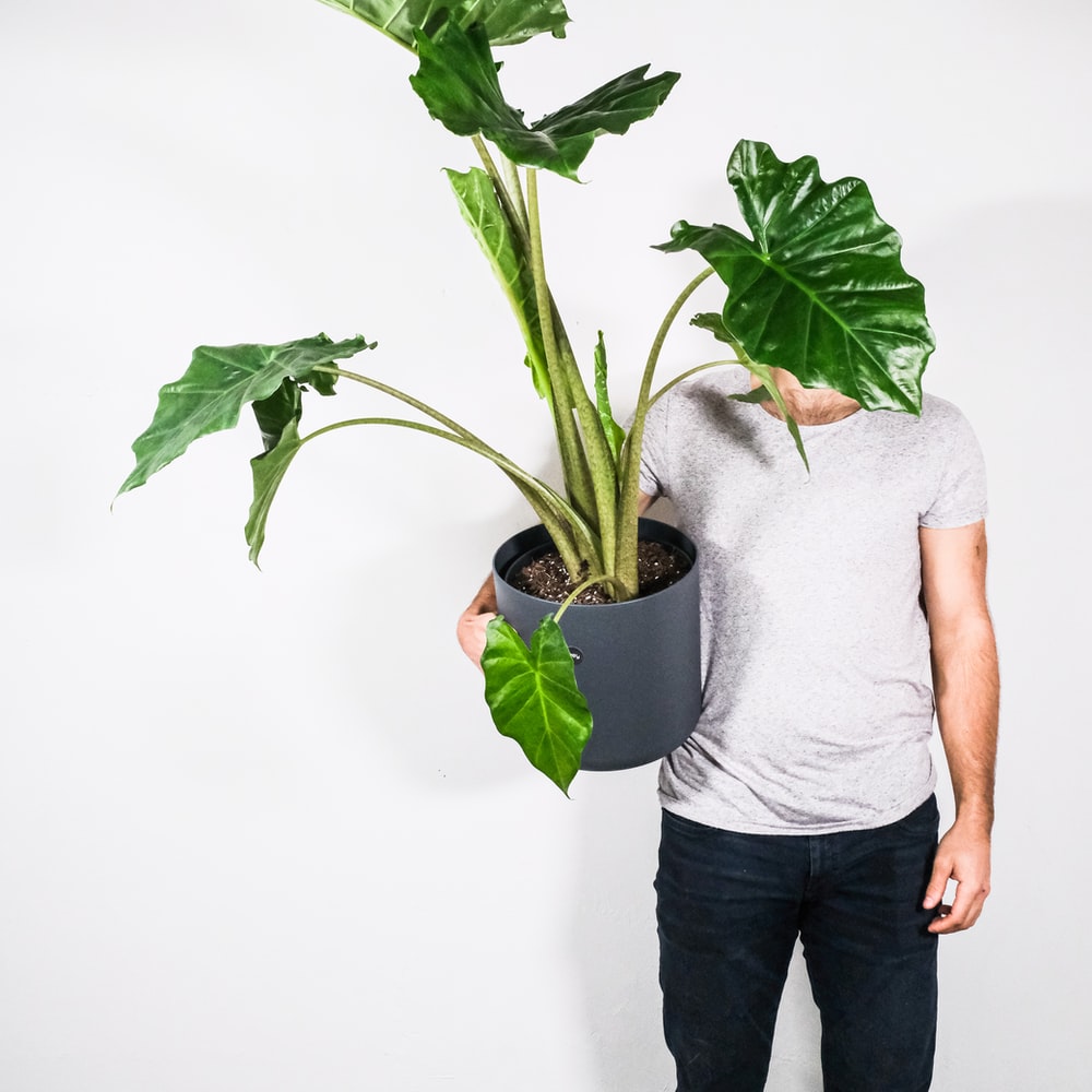 Man In Gray Crew Neck T-Shirt And Black Denim Shorts Holding Green Plant