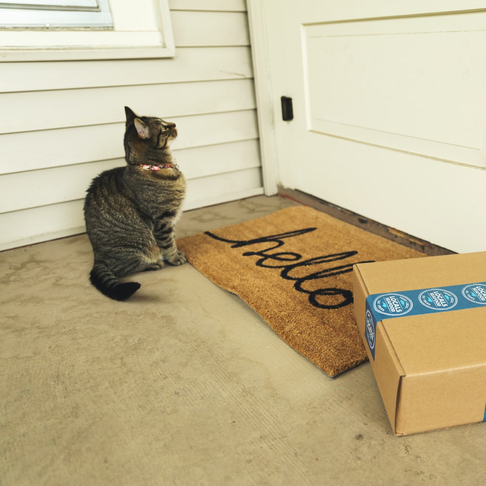 Brown Tabby Cat On Brown Cardboard Box raster image
