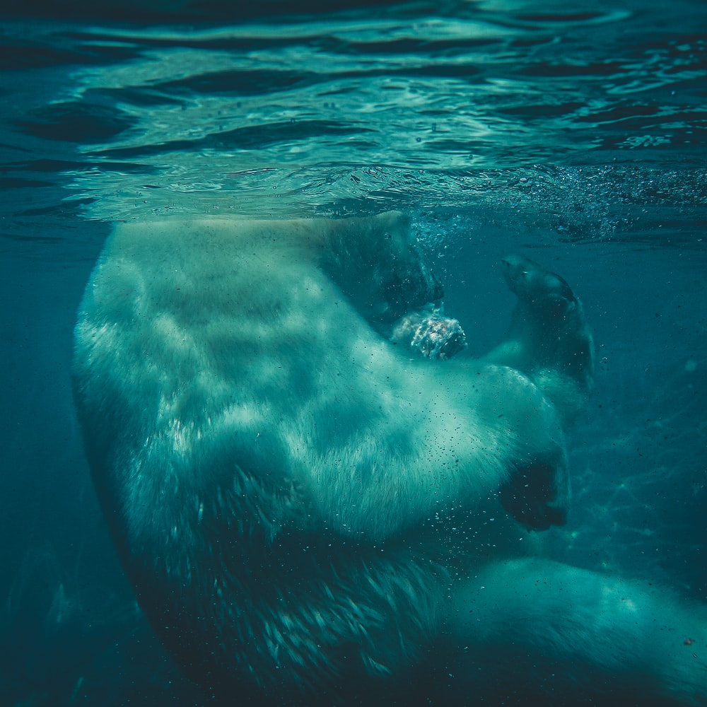 Polar Bear In Body Of Water