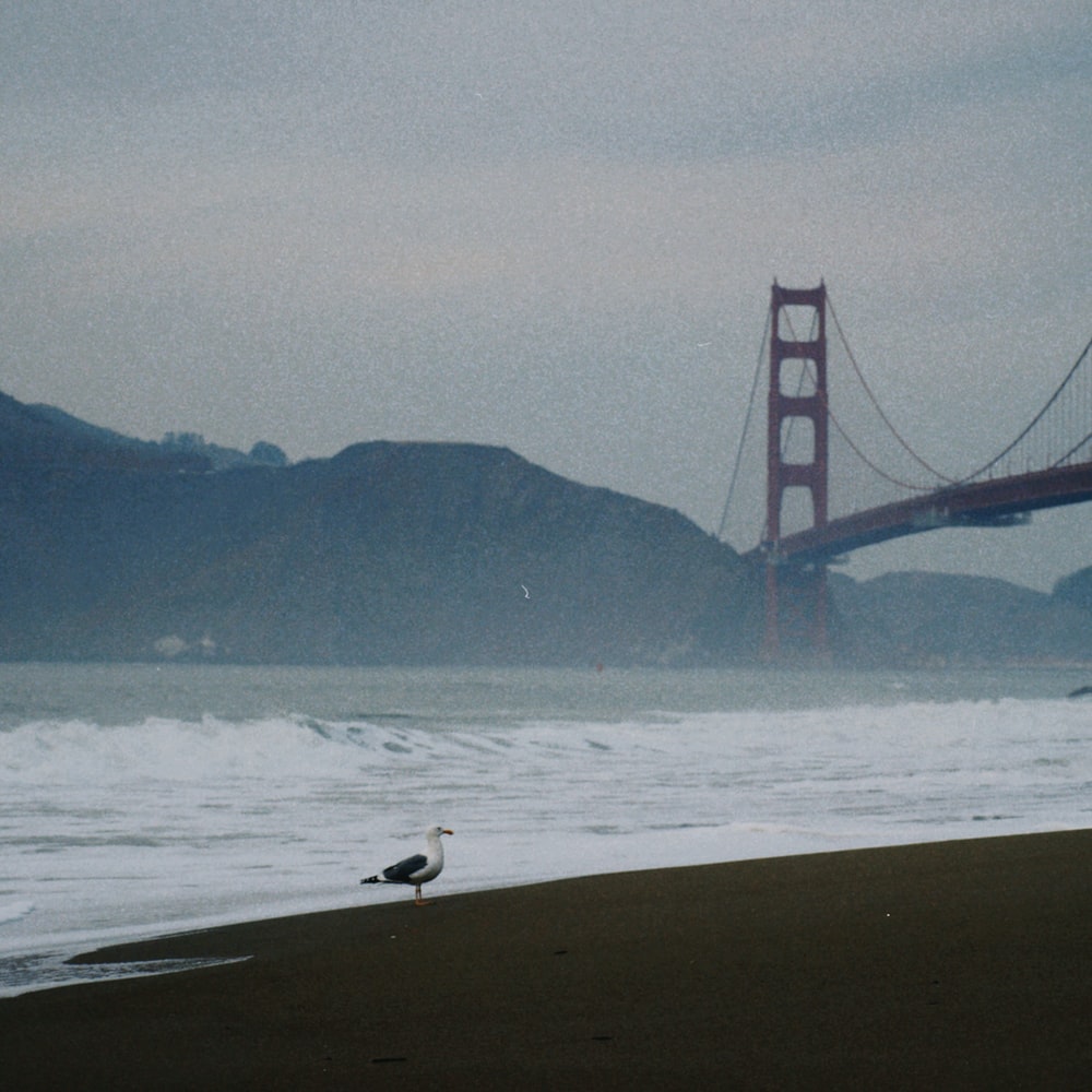 Person Walking On Beach Near Golden Gate Bridge During Daytime