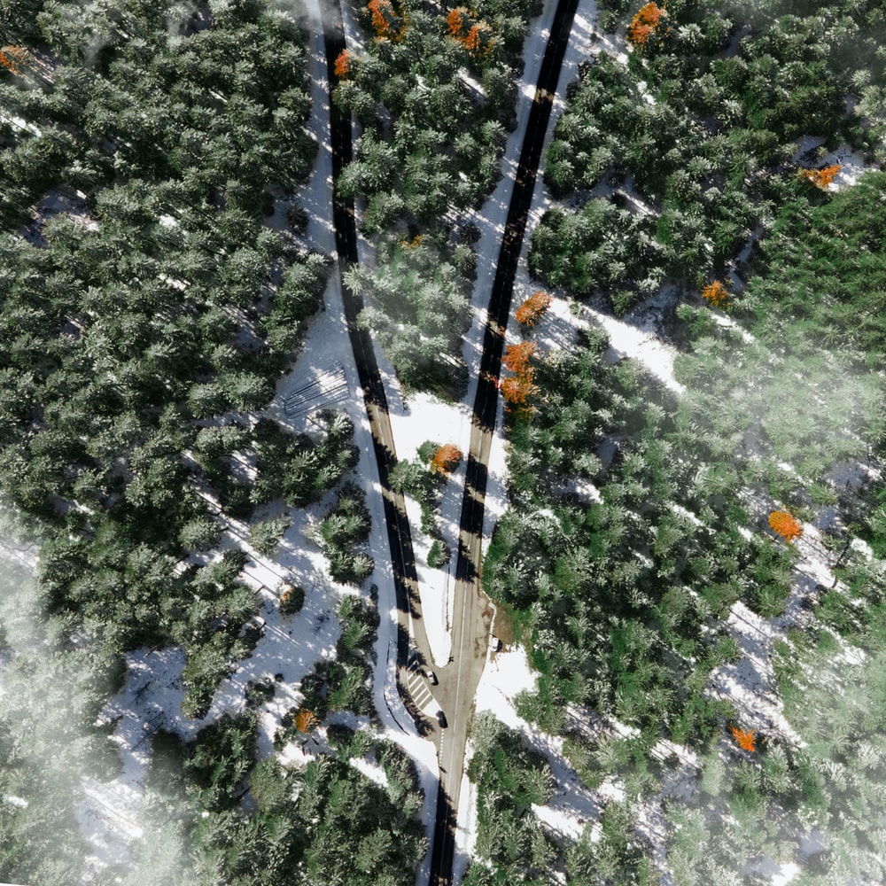 Aerial View Of Green Trees And White Snow