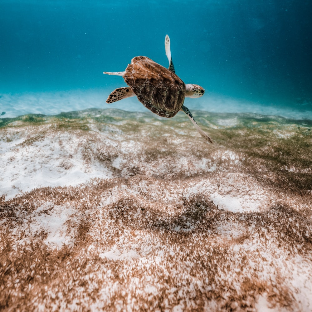 Brown And Black Turtle In Water