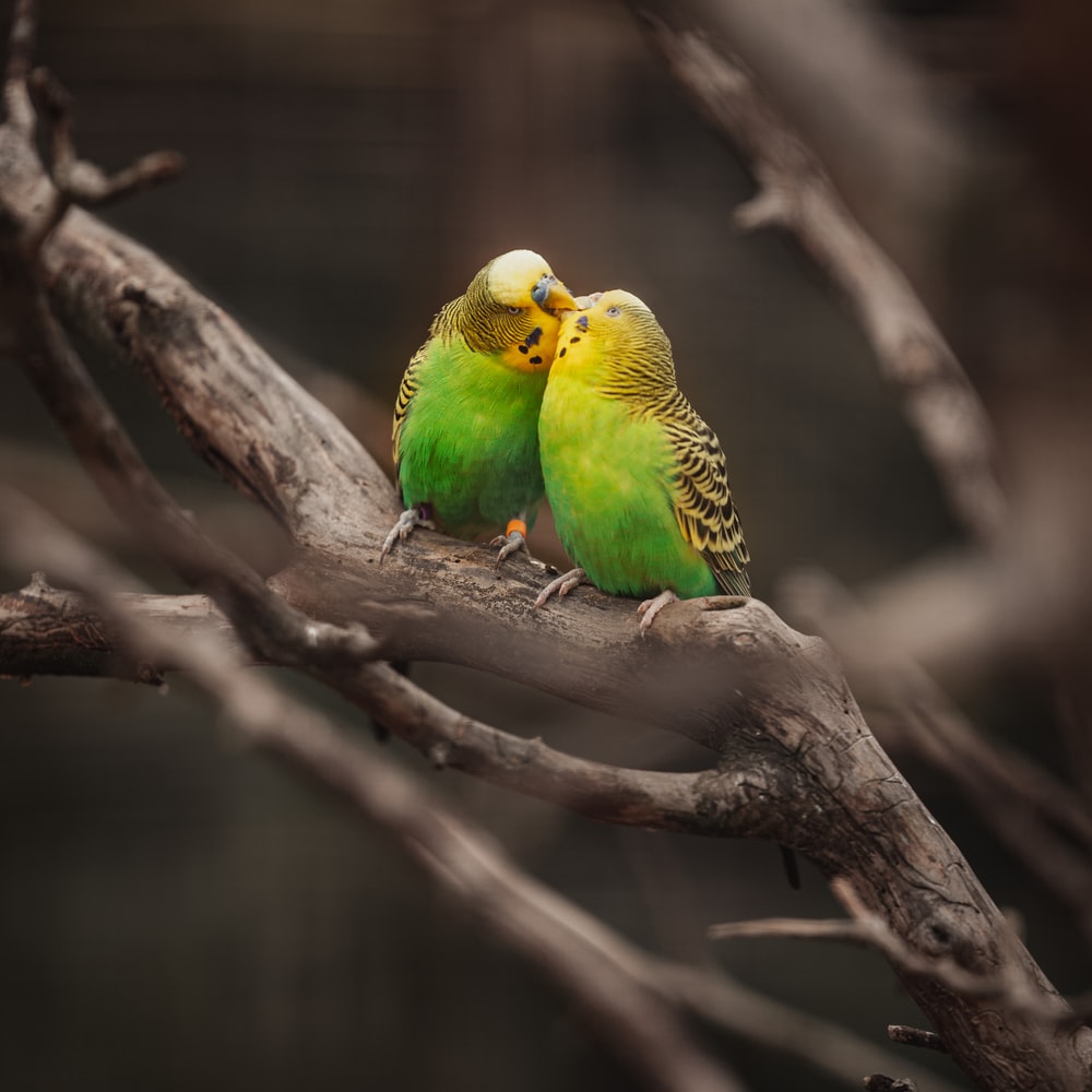 Green And Yellow Bird On Brown Tree Branch raster image