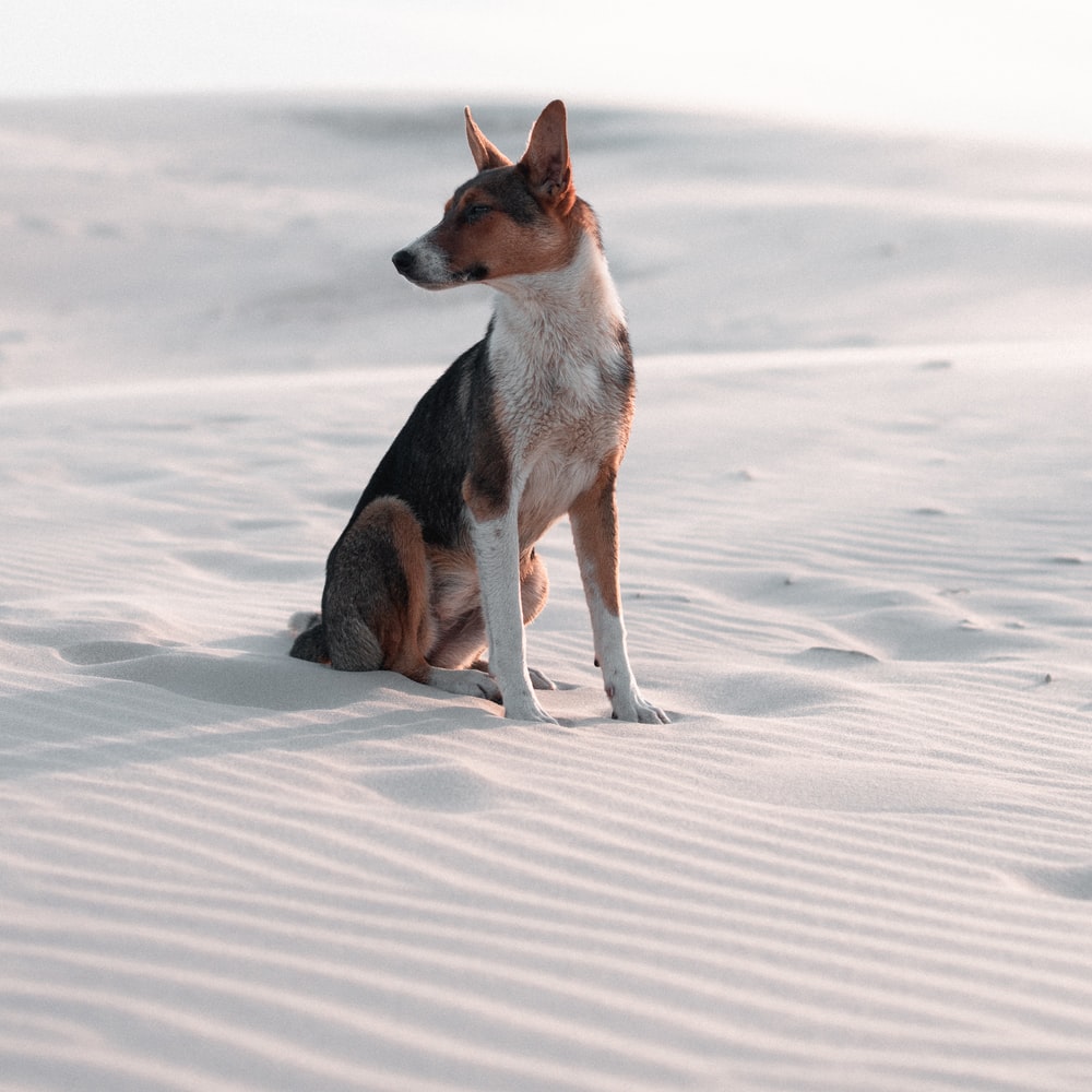 Brown White And Black Short Coated Dog Sitting On White Sand During Daytime
