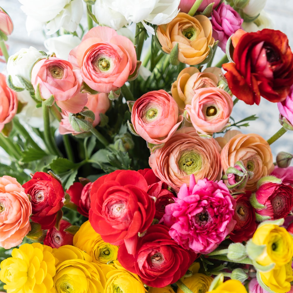 Yellow And Pink Rose Flowers