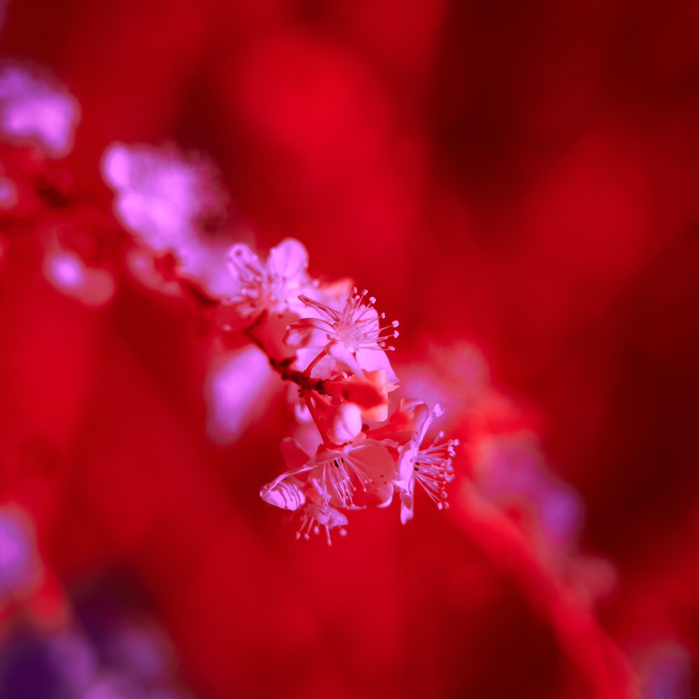 Red Flower In Tilt Shift Lens